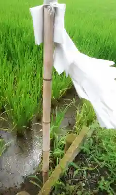 八龍社(稲島)の自然