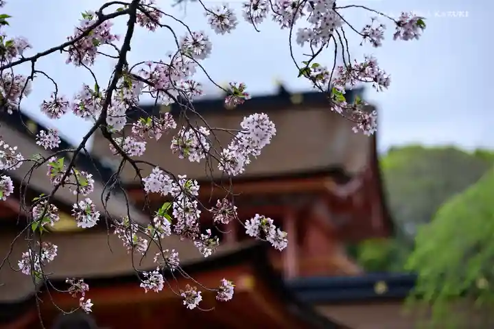 富士山本宮浅間大社の自然