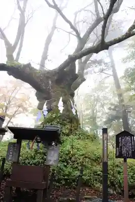 碓氷峠熊野神社の自然