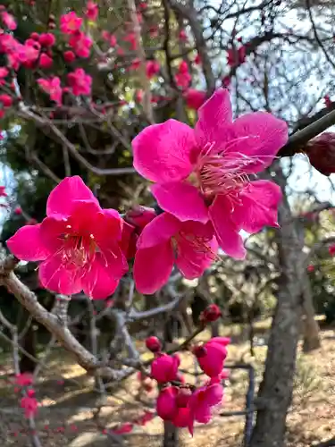 布多天神社の自然