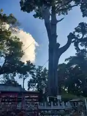 矢奈比賣神社（見付天神）の自然