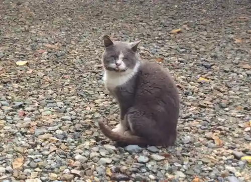 塩竈神社の動物