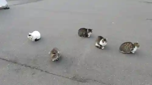 御誕生寺（猫寺）の動物