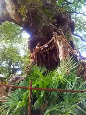 土肥神社の自然