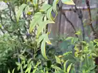 西方山極楽寺(岐阜県)