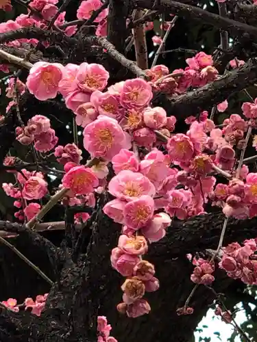 山田天満宮の自然