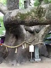 三島神社の自然