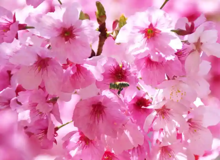 三津厳島神社(愛媛県)