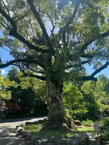 静岡浅間神社(静岡県)