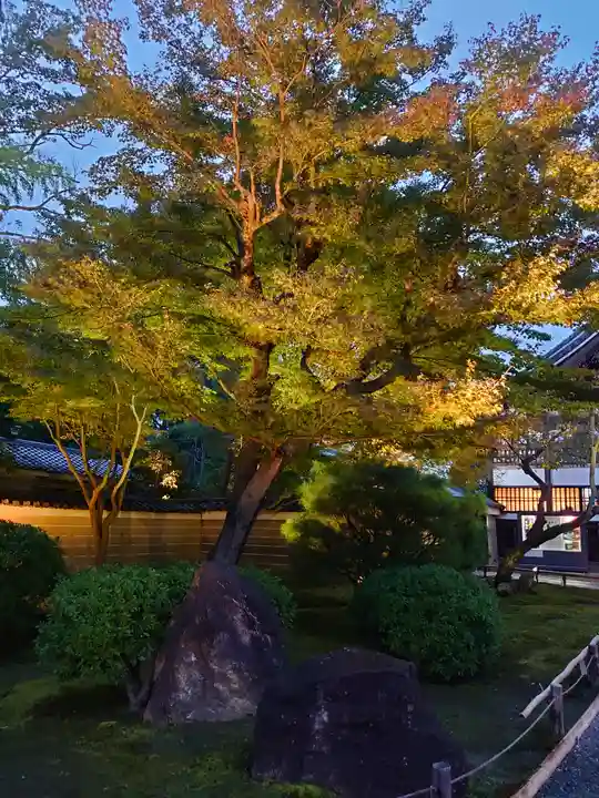 高台寺(高台寿聖禅寺・高臺寺)の自然