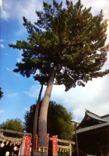 中野沼袋氷川神社(東京都)