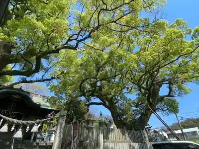 津田八幡神社(徳島県)