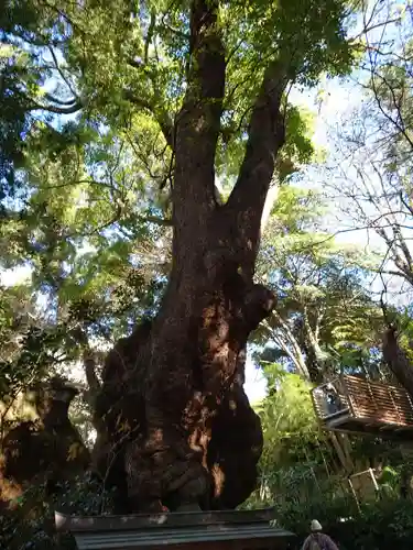 來宮神社の自然
