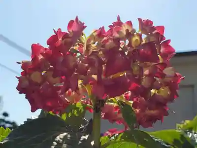 稲荷神社の自然