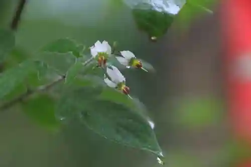 愛宕神社の自然