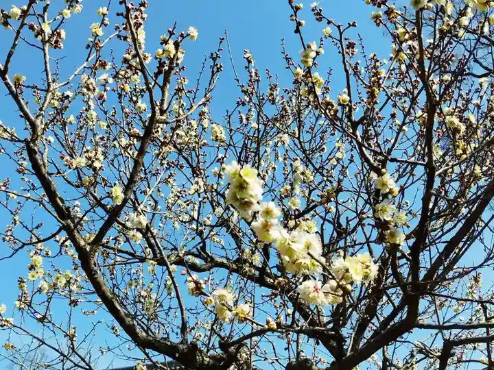 北野天満宮(京都府)