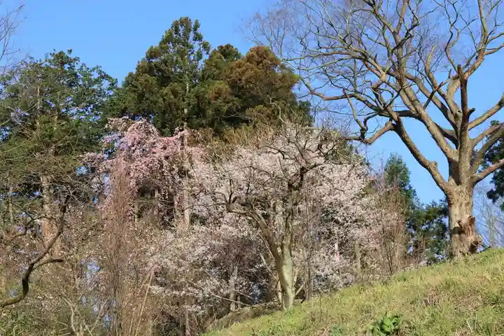 阿久津「田村神社」(郡山市阿久津町)旧社名:伊豆箱根三嶋三社の自然
