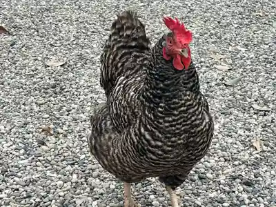 聖神社(大阪府)