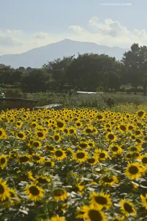 座間神社(神奈川県)