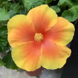 豊景神社の自然(2020年09月26日(土) 06時01分25秒投稿)