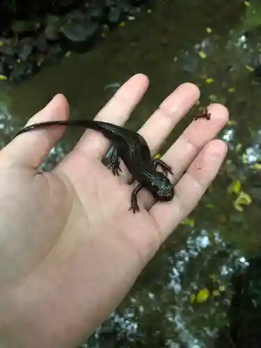 若狭彦神社（上社）の動物