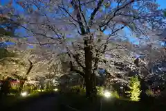 平野神社の自然