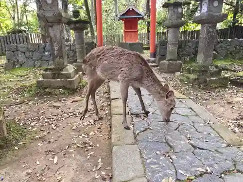 壺神神社 (春日大社末社)(奈良県)