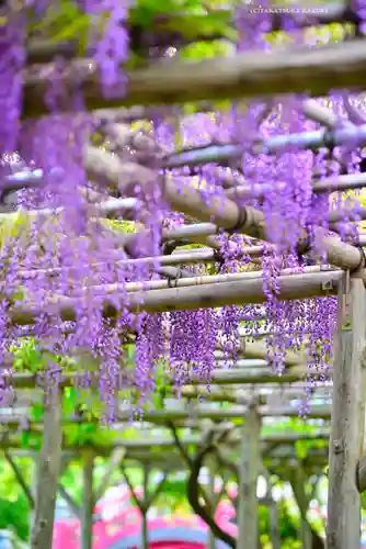 亀戸天神社(東京都)