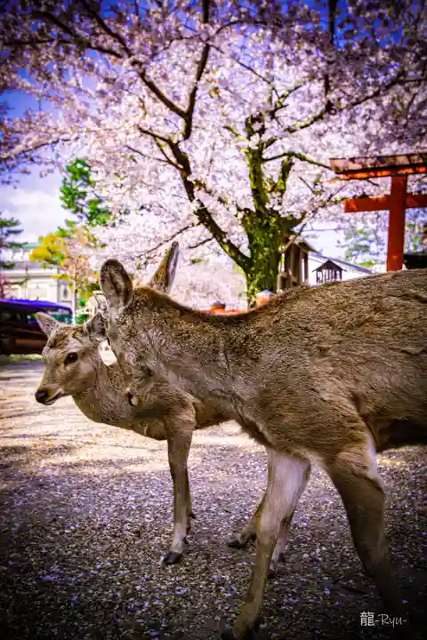 氷室神社(奈良県)