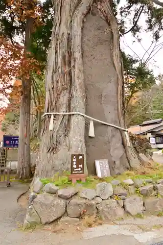 戸隠神社中社の自然