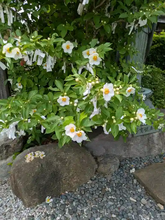 明智寺(埼玉県)