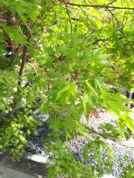 行田八幡神社の自然