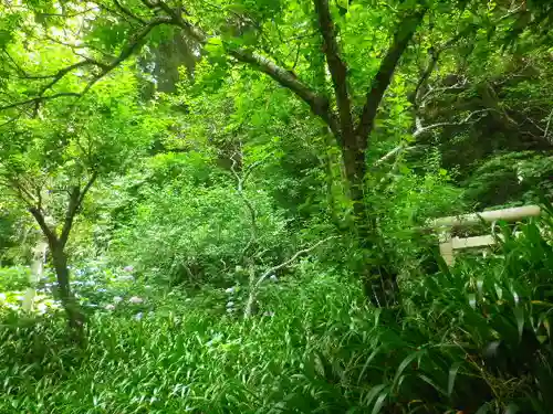 荏柄天神社の自然