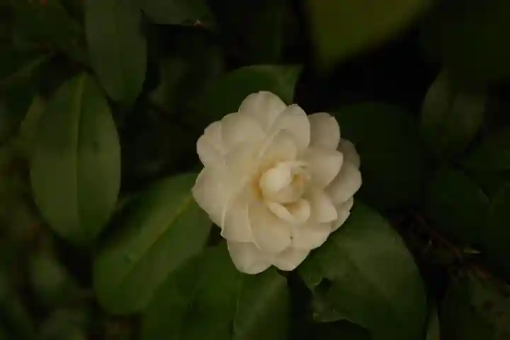疋野神社(熊本県)