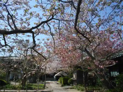 極楽寺（霊鷲山感應院極楽律寺）の自然