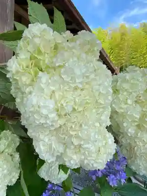 妙蓮寺(神奈川県)