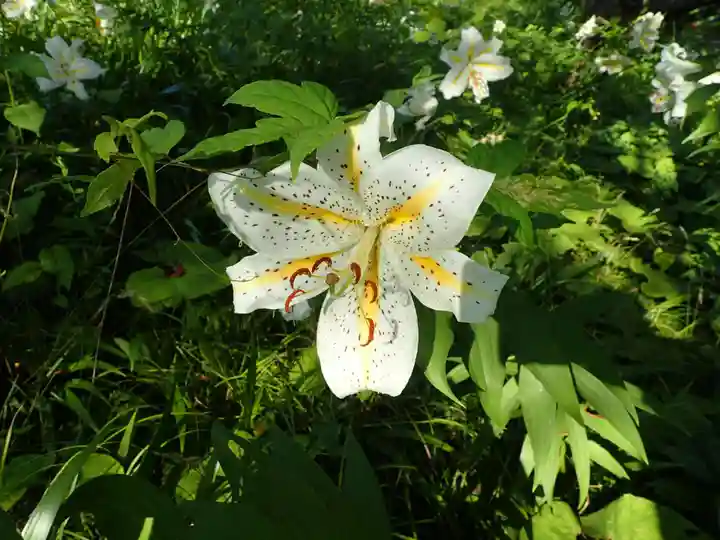 白狐山光星寺の自然