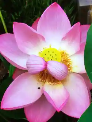 世尊院(東京都)