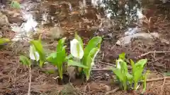 日枝神社の自然