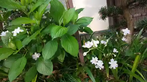 山王神社の自然