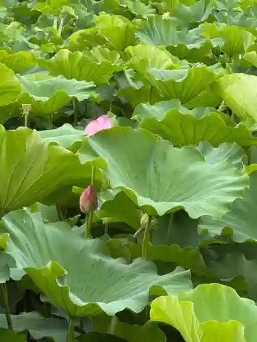 上野東照宮(東京都)