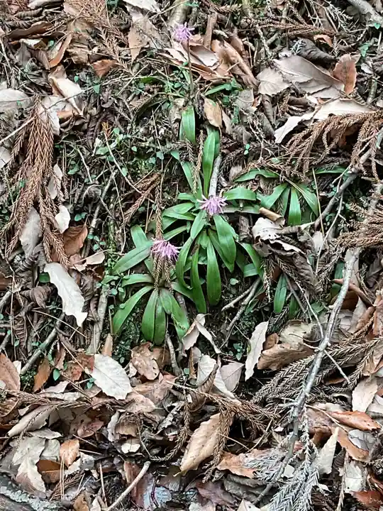 尾張冨士大宮浅間神社(愛知県)