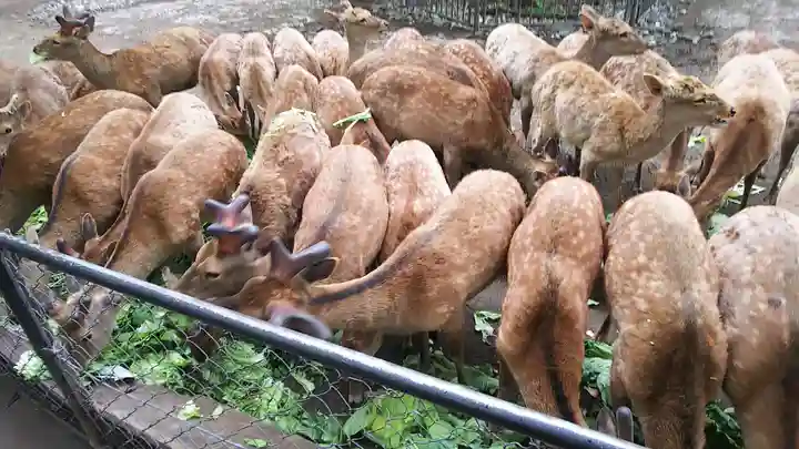 三嶋大社の動物