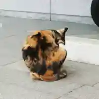 くまくま神社(導きの社 熊野町熊野神社)の動物