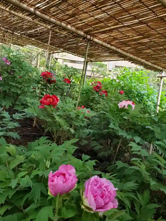 東長谷寺 薬王院の庭園
