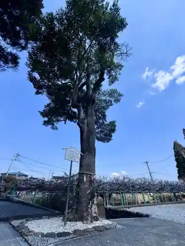 西寒多神社(大分県)