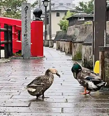 青井阿蘇神社の動物