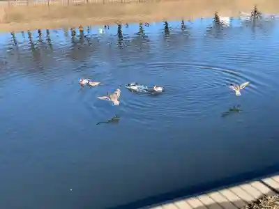 岩淵八雲神社の動物