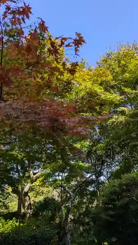 浄瑠璃寺(京都府)