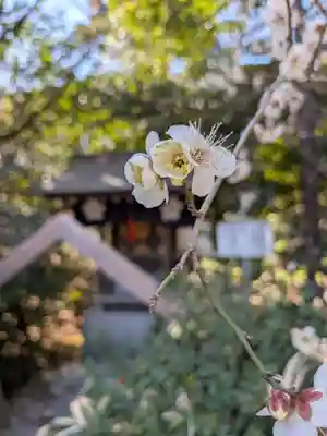 阿佐ヶ谷神明宮(東京都)